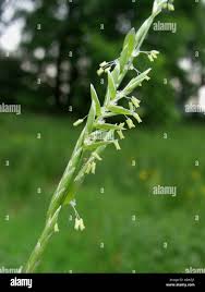 Attēlu rezultāti vaicājumam “Glyceria fluitans leaf”
