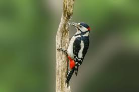 Attēlu rezultāti vaicājumam “Dendrocopos major male”