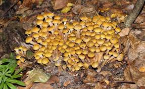Attēlu rezultāti vaicājumam “Armillaria mellea”