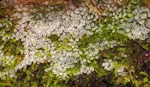 Attēlu rezultāti vaicājumam “Ceratiomyxa fruticulosa plasmodium”
