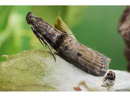 Attēlu rezultāti vaicājumam “Ortholepis betulae”