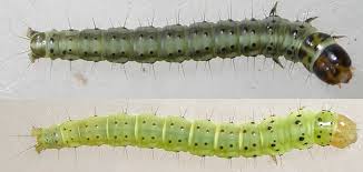 Attēlu rezultāti vaicājumam “Carpatolechia proximella”