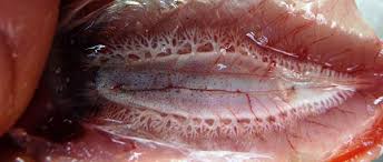 Image result for Argyrosomus japonicus