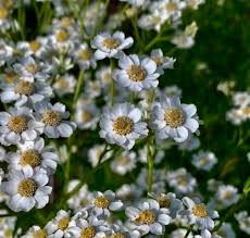 Attēlu rezultāti vaicājumam “Achillea ptarmica leaf”