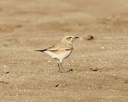 Attēlu rezultāti vaicājumam “Oenanthe oenanthe female”