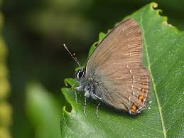 Attēlu rezultāti vaicājumam “Satyrium ilicis underside”