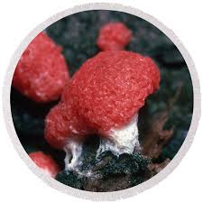 Attēlu rezultāti vaicājumam “Tubifera montana macro”