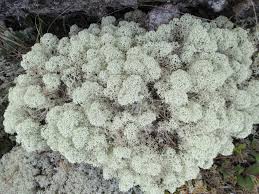 Attēlu rezultāti vaicājumam “Cladonia deformis”