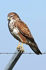 Attēlu rezultāti vaicājumam “Buteo buteo”