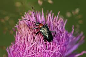 Attēlu rezultāti vaicājumam “Gaurotes virginea”