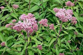 Attēlu rezultāti vaicājumam “Eupatorium cannabinum leaf”