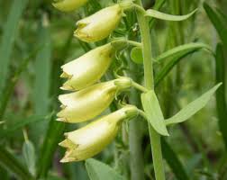Image result for Digitalis lutea