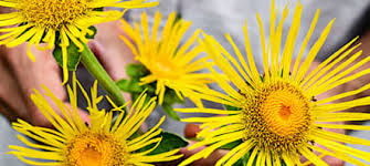 Attēlu rezultāti vaicājumam “Enerthenema papillatum young”