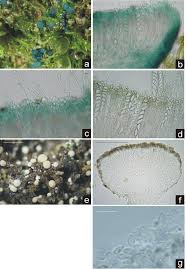 Attēlu rezultāti vaicājumam “Mniaecia jungermanniae”