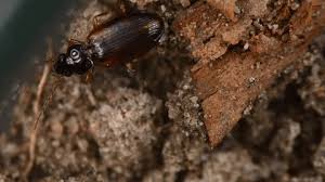 Attēlu rezultāti vaicājumam “Triplax russica”