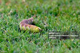 Attēlu rezultāti vaicājumam “Sphinx ligustri larva”