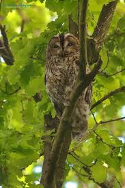 Attēlu rezultāti vaicājumam “Strix aluco female”