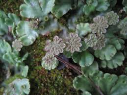 Attēlu rezultāti vaicājumam “Marchantia polymorpha”
