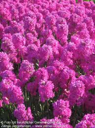 Image result for Pechnelke