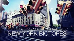 New York Biotopes – Graduation Project by Lena Steinkühler (Clip ...