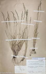 Attēlu rezultāti vaicājumam “Festuca psammophila”