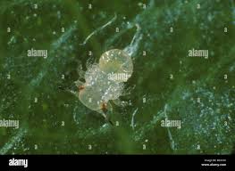 Attēlu rezultāti vaicājumam “Trioza dispar nymph”