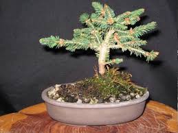 Attēlu rezultāti vaicājumam “Picea abies fo. virgata leaf”