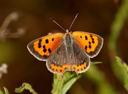 Attēlu rezultāti vaicājumam “Lycaena phlaeas female”
