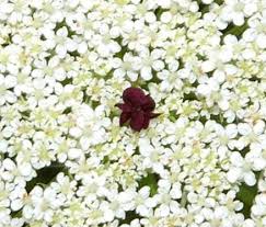 Attēlu rezultāti vaicājumam “Daucus sativus flower”