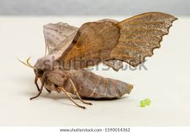 Attēlu rezultāti vaicājumam “Laothoe populi imago”