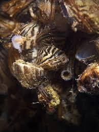 Attēlu rezultāti vaicājumam “Dreissena polymorpha”