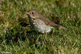 Image result for Catharus guttatus