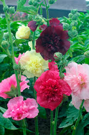 Image result for Alcea rugosa