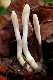 Attēlu rezultāti vaicājumam “Podostroma leucopus”