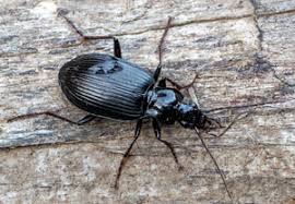 Attēlu rezultāti vaicājumam “Limodromus assimilis”