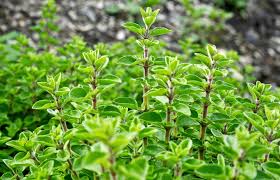 Image result for Origanum majorana