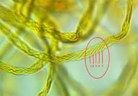 Attēlu rezultāti vaicājumam “Hemitrichia sordivesiculosa sessile”