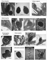 Attēlu rezultāti vaicājumam “Chara hispida”