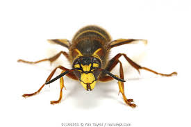 Attēlu rezultāti vaicājumam “Dolichovespula media”