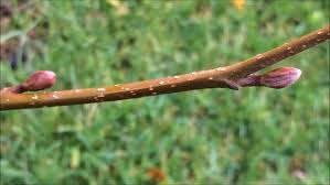 Attēlu rezultāti vaicājumam “Alnus glutinosa bud”