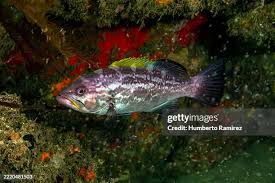 Image result for Mycteroperca interstitialis