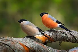 Attēlu rezultāti vaicājumam “Pyrrhula pyrrhula female”