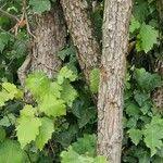 Attēlu rezultāti vaicājumam “Crataegus submollis”