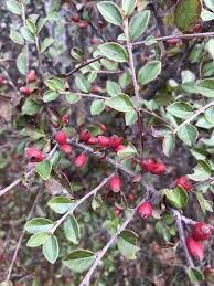 Attēlu rezultāti vaicājumam “Cotoneaster divaricatus”