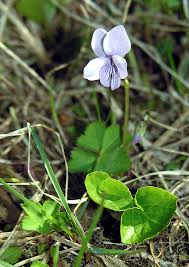 Attēlu rezultāti vaicājumam “Viola epipsila flower”