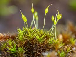 Attēlu rezultāti vaicājumam “Seligeria donniana”