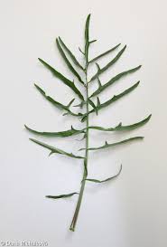 Attēlu rezultāti vaicājumam “Sisymbrium altissimum”