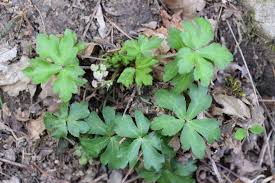 Attēlu rezultāti vaicājumam “Sanicula europaea leaf”