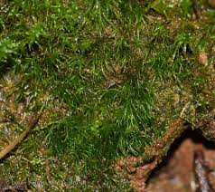 Attēlu rezultāti vaicājumam “Dicranella heteromalla”