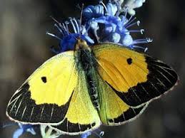 Attēlu rezultāti vaicājumam “Colias palaeno upperside”